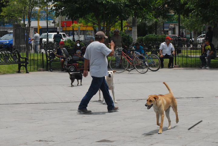 Advierten Por Sobrepoblación De Perros En Monclova